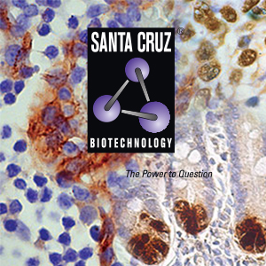 SANT ANZ 2207 Antibodies