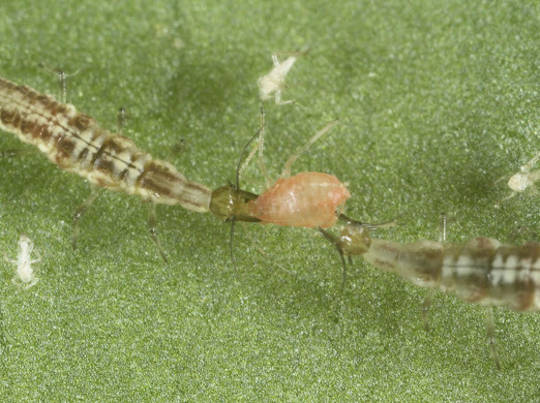 Tasman Lacewing for Aphid Control
