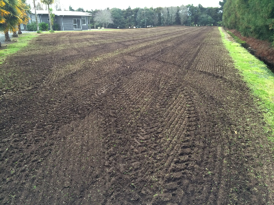 Hoed and Sowed Paddock