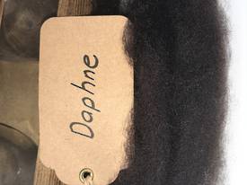 Single Sheep Carded Wool Release - Daphne  (300 Gram Bags)