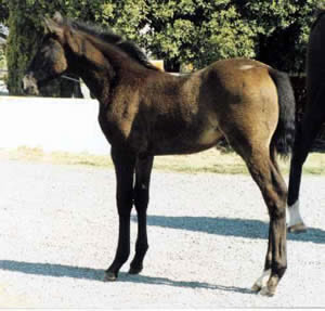 foal-8-weeks