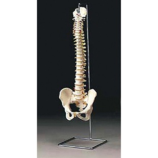 Flexible Spine model Stand only