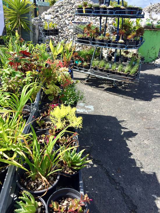 Plants - Captain Compost Landscape Supplies