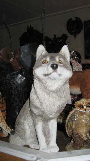 Sitting Wolf