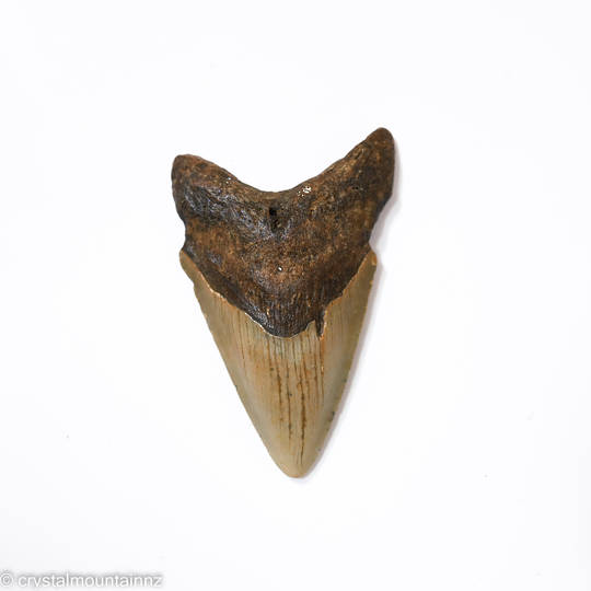 Natural Megalodon Tooth