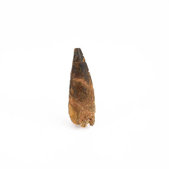Natural Spinosaurus Fossil Tooth 