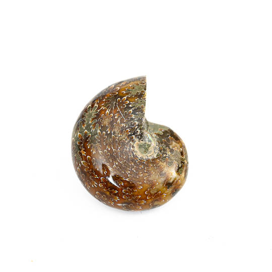 Ammonite Fossil (Polished)