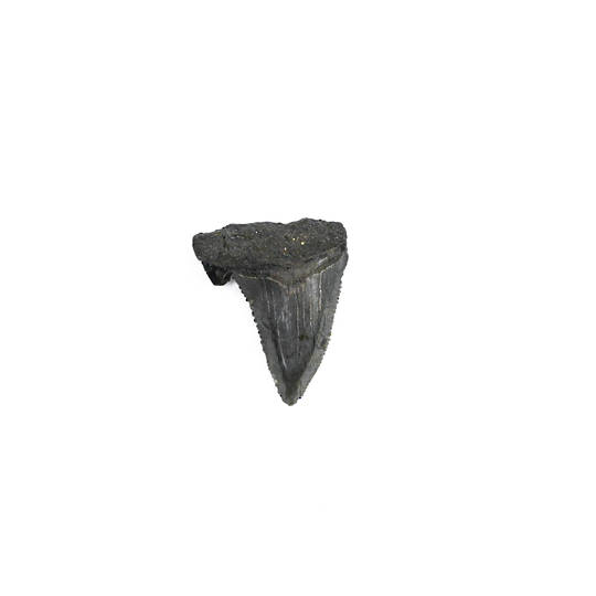 Natural Megalodon Tooth