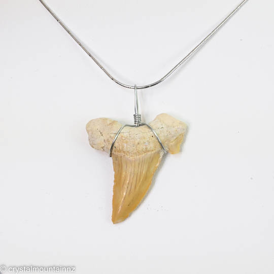 Natural Shark Tooth Pendant