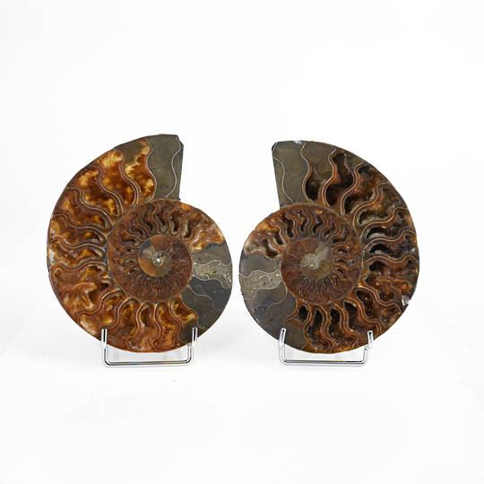 Ammonite Fossil Pair (Polished)
