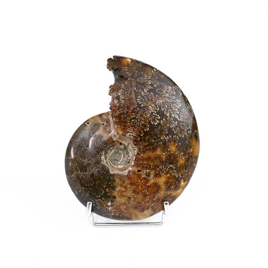 Ammonite Fossil (Polished)