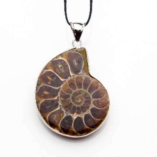 ammonite Slice Pendant