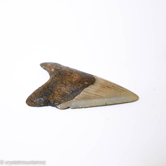 Natural Megalodon Tooth image 1