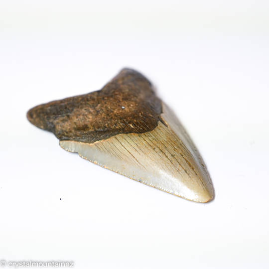 Natural Megalodon Tooth image 3