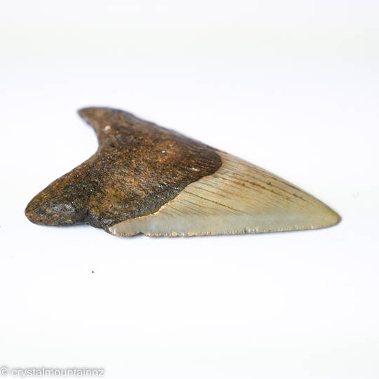 Natural Megalodon Tooth image 4