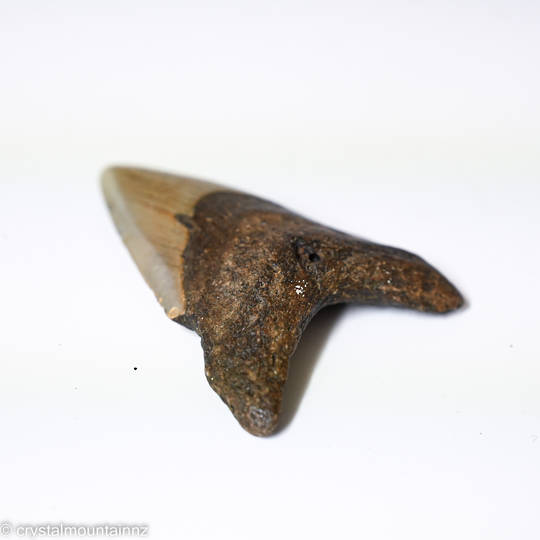 Natural Megalodon Tooth image 5