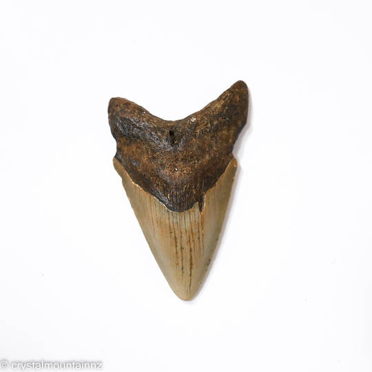 Natural Megalodon Tooth image 0