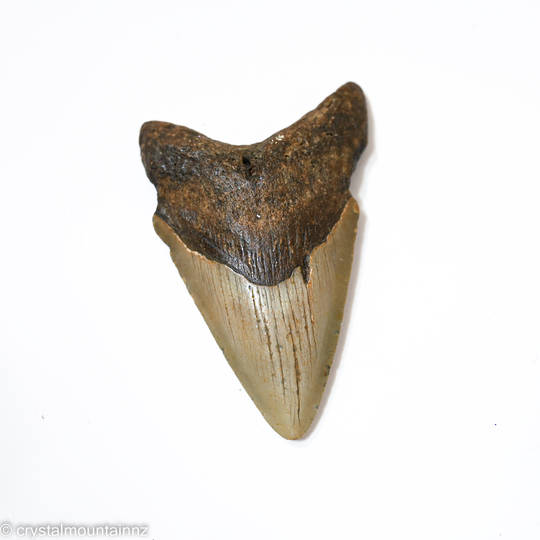 Natural Megalodon Tooth image 6