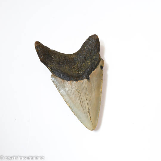 Natural Megalodon Tooth image 7