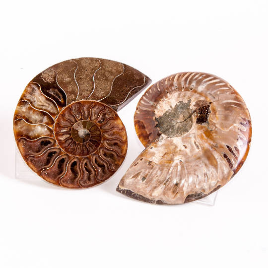Ammonite Pair (Polished) image 0