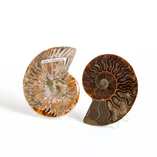 Ammonite Fossil Pair (Polished) image 0