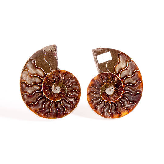 Ammonite Fossil Pair (Polished) image 1