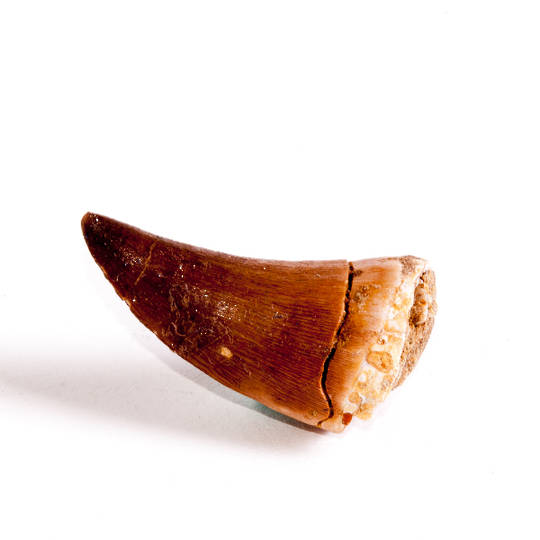 Natural Mosasaurus Tooth image 0