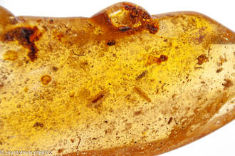 Copal Amber image 3