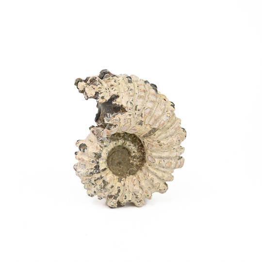 Ammonite Fossil image 0