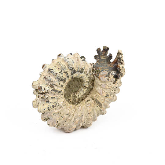 Ammonite Fossil image 3