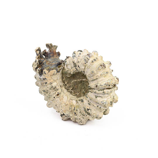 Ammonite Fossil image 4