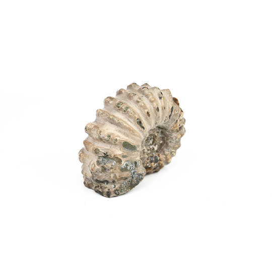 Ammonite Fossil image 2