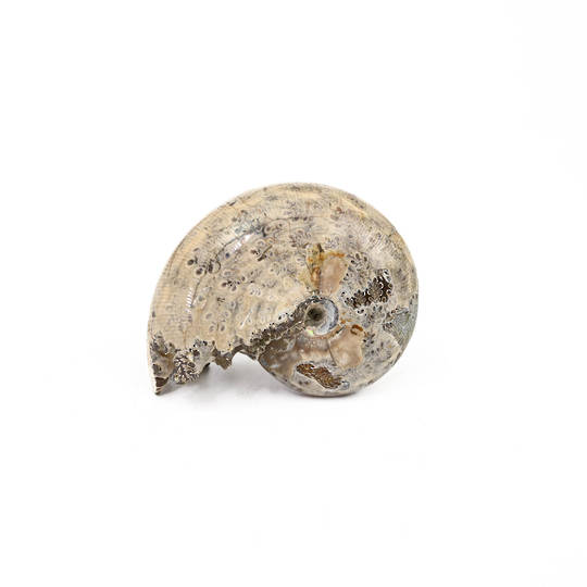 Ammonite Fossil image 0