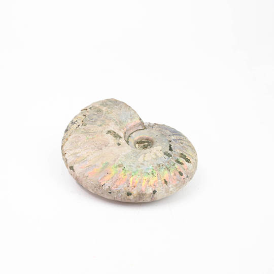 Ammonite Fossil image 2