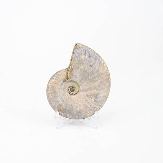 Ammonite Fossil image 0