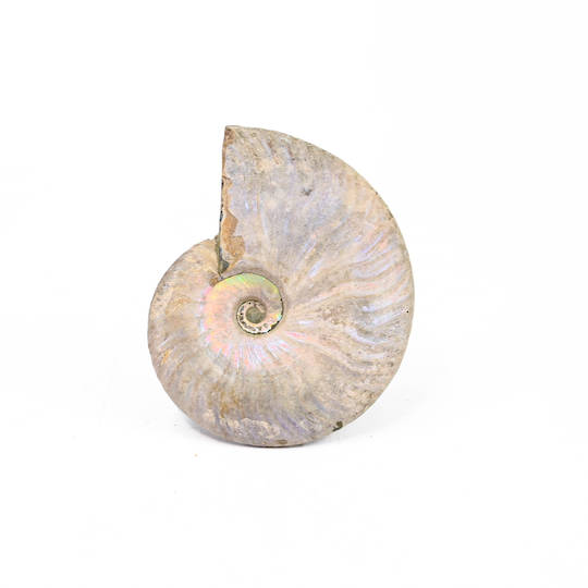 Ammonite Fossil image 2