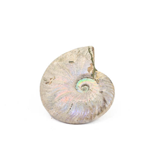 Ammonite Fossil image 1