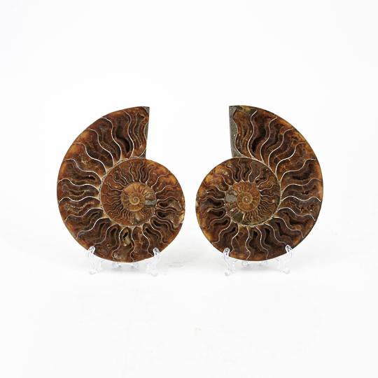 Ammonite Fossil Pair (Polished) image 0