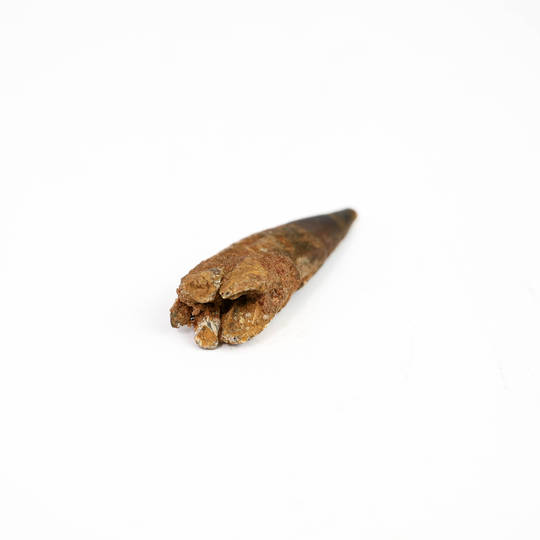 Natural Spinosaurus Fossil Tooth  image 4
