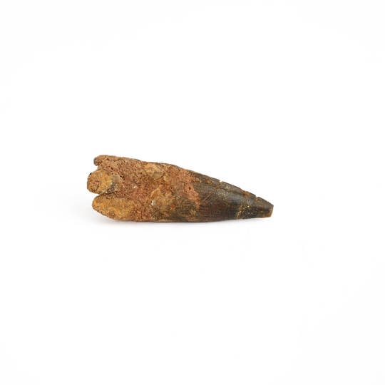 Natural Spinosaurus Fossil Tooth  image 1