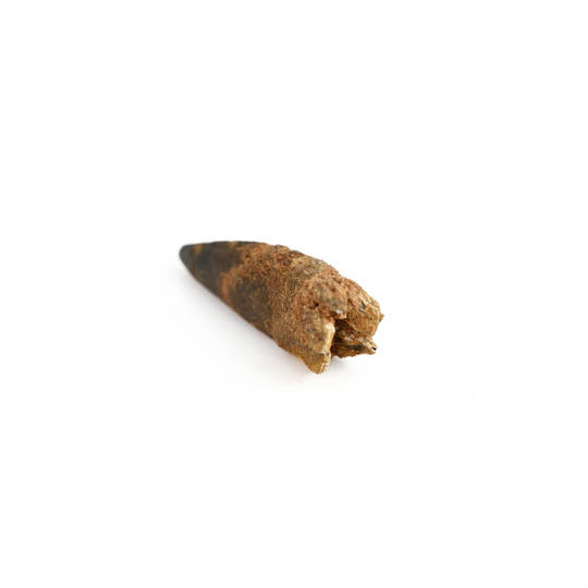 Natural Spinosaurus Fossil Tooth  image 3