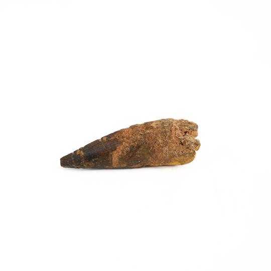 Natural Spinosaurus Fossil Tooth  image 2