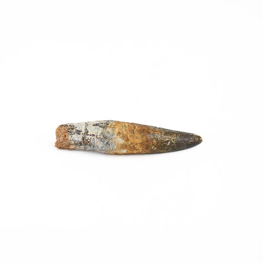 Natural Spinosaurus Fossil Tooth  image 1