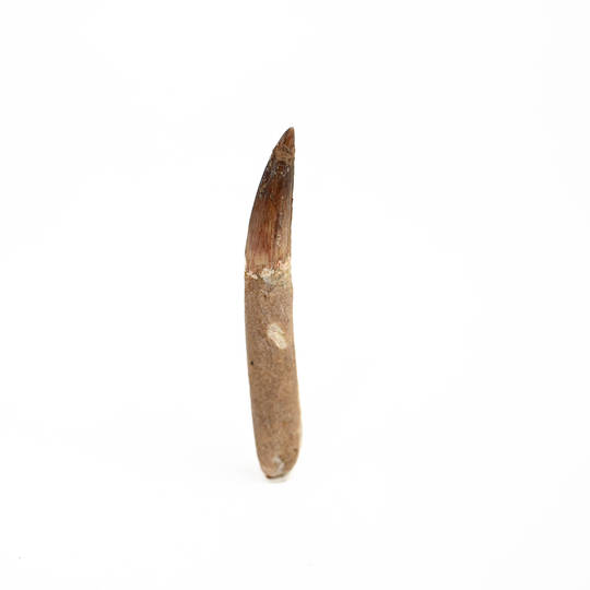 Natural Spinosaurus Fossil Tooth  image 0