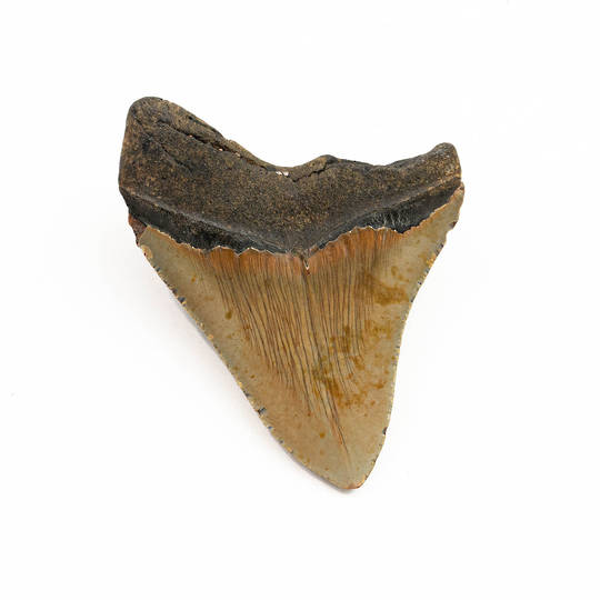Natural Megalodon Tooth image 1