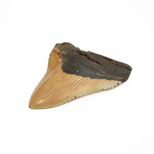 Natural Megalodon Tooth image 2