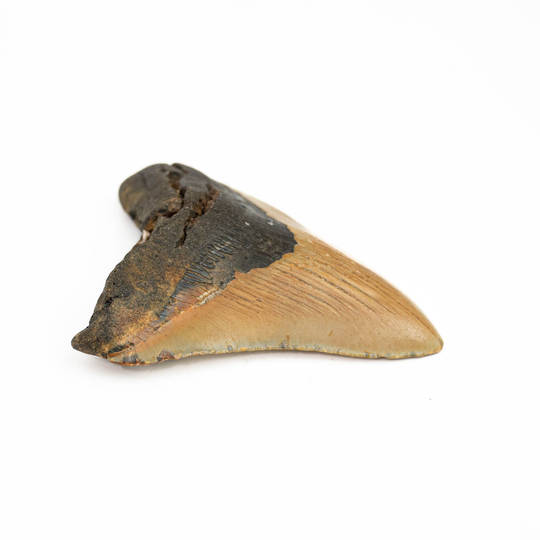 Natural Megalodon Tooth image 3