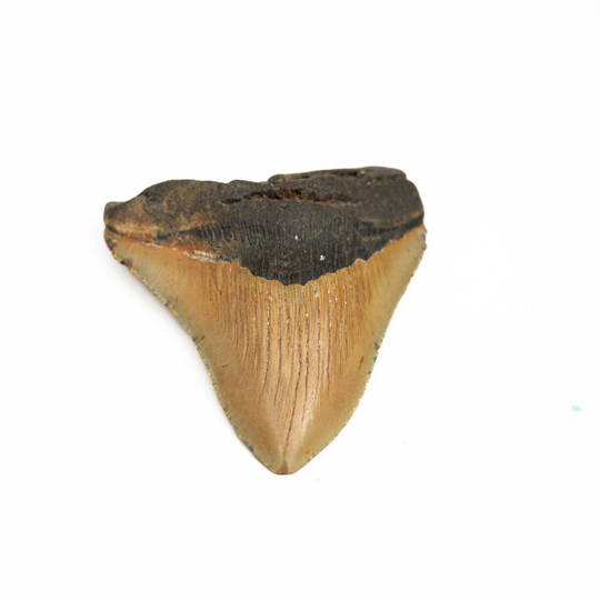 Natural Megalodon Tooth image 4