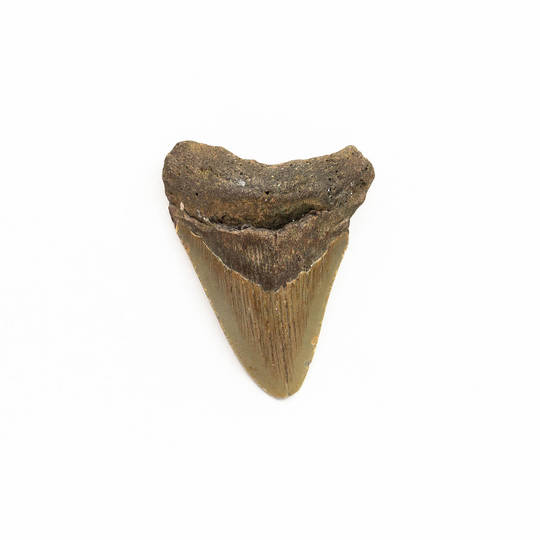 Natural Megalodon Tooth image 0