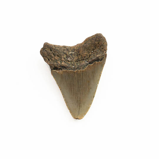 Natural Megalodon Tooth image 1